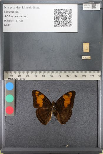 Media type: image;   Entomology 140919